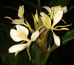 Yellow Butterfly Ginger (Yellow), Hedychium flavescens